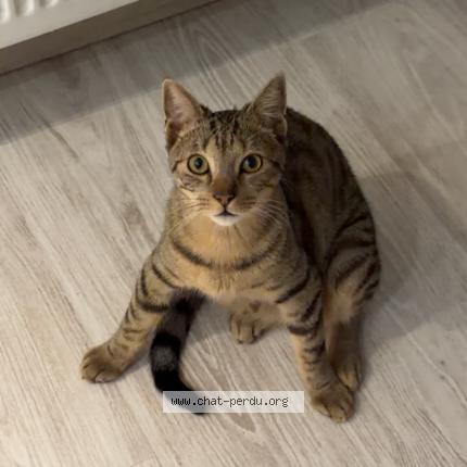 Photo 1/2 simba Chat perdu à Namur