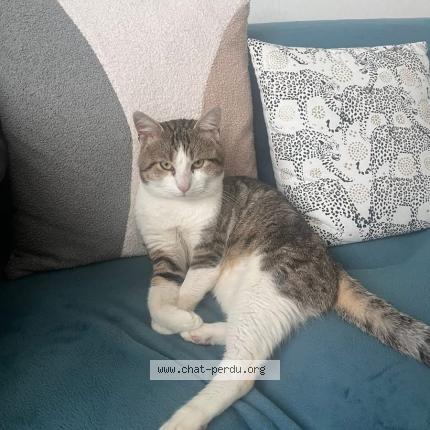 Photo 1/1 Sky Chat perdu à Cherbourg en cotentin