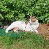 Photo de chat perdu à Dunkerque