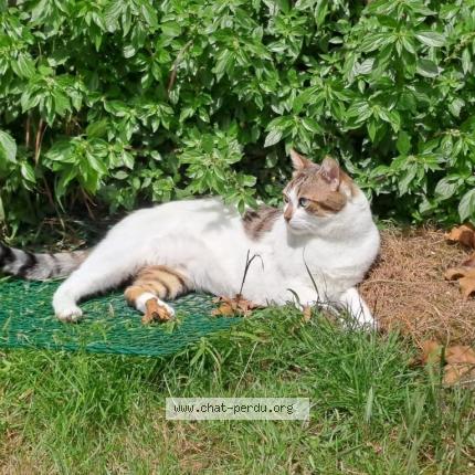 Photo 1/1 Coco Chat perdu à Dunkerque