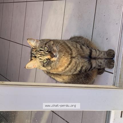 Photo 1/1 Poutch Chat perdu à Roubaix