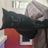 Photo de chat perdu à Avelin