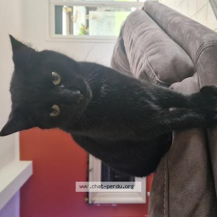 Photo 1/1 Yoda Chat perdu à Avelin