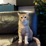 Photo de chat perdu à Villeneuve Le Comte