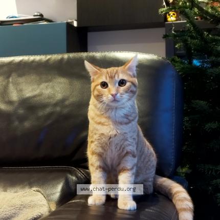 Photo 1/1 Mimi Chat perdu à Villeneuve le comte