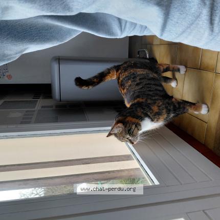 Photo 1/1 Chat retrouvé Perdu à Desvres