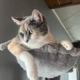 Photo de chat perdu à Mailley Et Chazelot