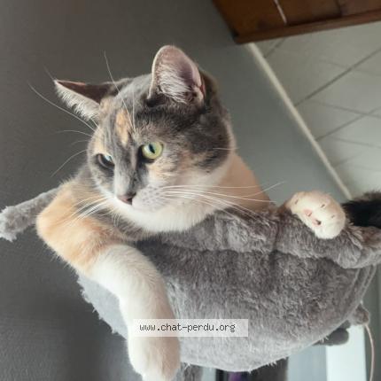 Photo 1/1 Plume Chat perdu à Mailley et chazelot