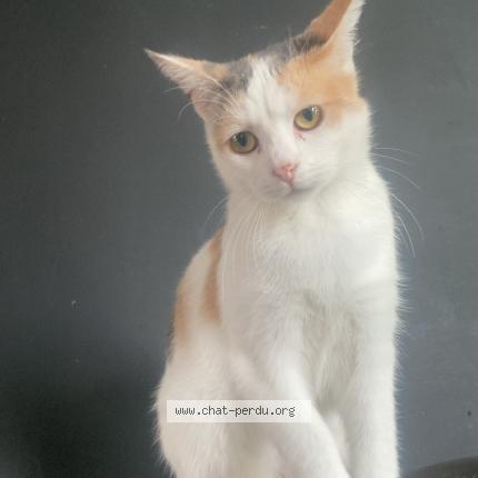 Photo 1/1 Lilou Chat perdu à Momalle