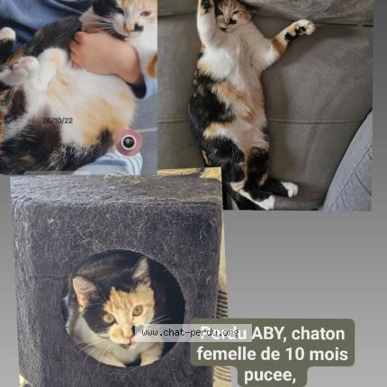 Photo 1/1 Chat retrouvé Perdu à Rouille