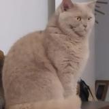 Photo de chat perdu à Cournon D Auvergne