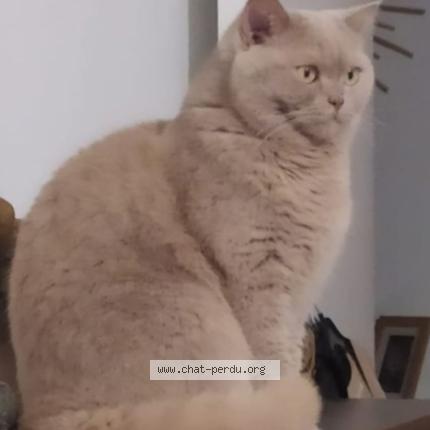 Photo 1/1 Simba Chat perdu à Cournon d auvergne