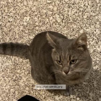 Photo 1/1 kaï Chat perdu à Roubaix