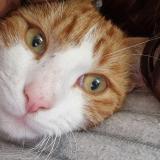 Photo de chat perdu à Abbevillers