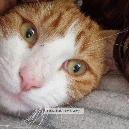 Photo 1/1 Yoyo Chat perdu à Abbevillers