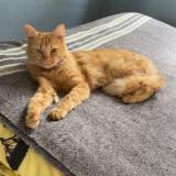 Photo de chat perdu à Orsay