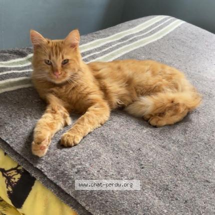 Photo 1/1 Chat retrouvé Perdu à Orsay
