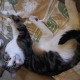 Photo de chat perdu à Amberieu En Bugey