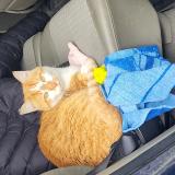 Photo de chat perdu à Marsas