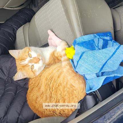 Photo 1/1 Jumbo Chat perdu à Marsas