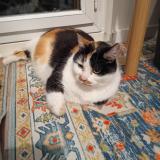 Photo de chat trouvé à Montpellier