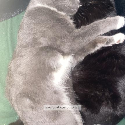 Photo 1/1 Millow Chat perdu à Livry gargan