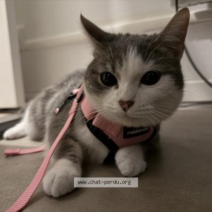 Photo 1/1 Chat retrouvé Perdu à Evry courcouronnes