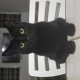 Photo de chat perdu à Cabo Rojo