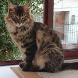 Photo de chat perdu à Talagante