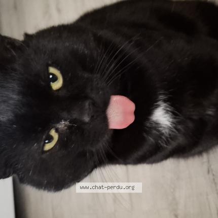 Photo 1/1 Chat retrouvé Perdu à Humbligny
