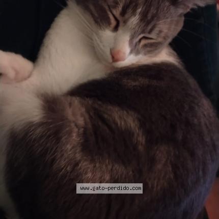 Photo 1/2 Boris Chat perdu à Baja california