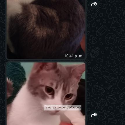 Photo 2/2 Boris Chat perdu à Baja california