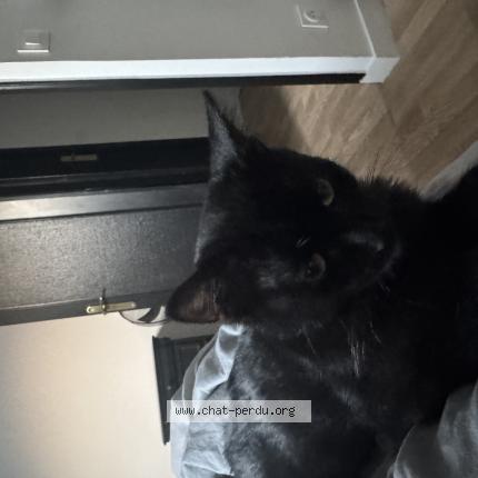 Photo 1/1 Ocho Chat perdu à Tremblay en france