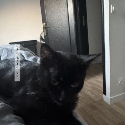 Photo 1/1 Ocho Chat perdu à Tremblay En France