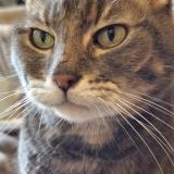 Photo de chat perdu à Valenton