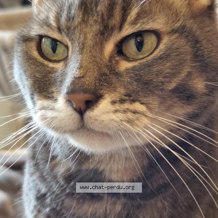 Photo 1/1 Roméo Chat perdu à Valenton