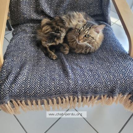 Photo 1/1 Chat retrouvé Perdu à Pessac