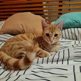 Photo de chat perdu à Malves En Minervois