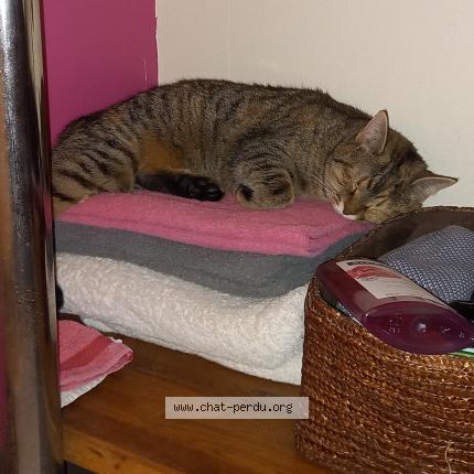 Photo 1/1 R&eacute;glisse Chat perdu à Malves en minervois