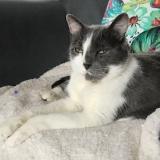 Photo de chat perdu à Varzy