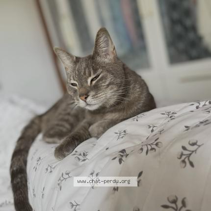 Photo 1/1 Tigresse Chat perdu à Bassussarry