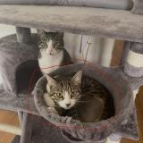 Photo de chat perdu à Negrepelisse