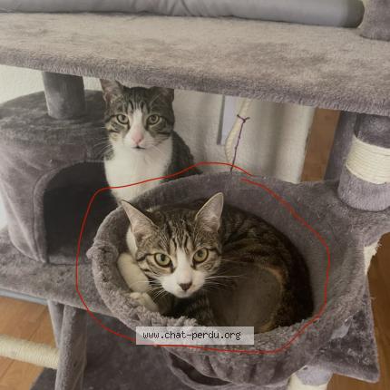 Photo 1/1 Neko Chat perdu à Negrepelisse