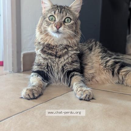 Photo 1/1 Va&iuml;na Chat perdu à Mouans sartoux