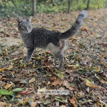 Photo 1/1 Chat retrouvé Perdu à Chateau gontier