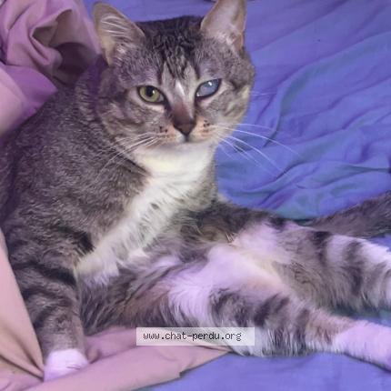 Photo 1/1 marley Chat perdu à Beaufort en anjou