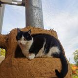 Photo de chat perdu à Quesques