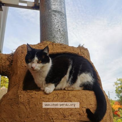 Photo 1/1 M Chat perdu à Quesques