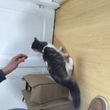 Photo de chat trouvé à Nogent Sur Marne