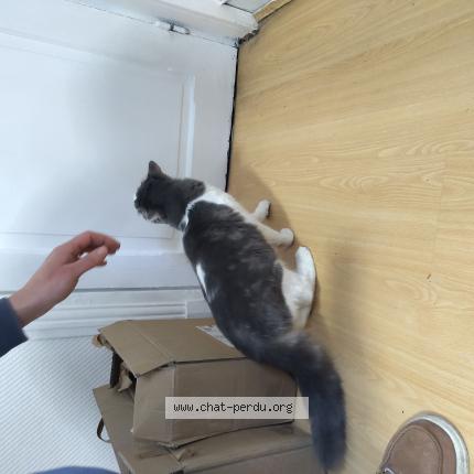 Photo 1/1 Chat trouvé Trouvé à Nogent sur marne